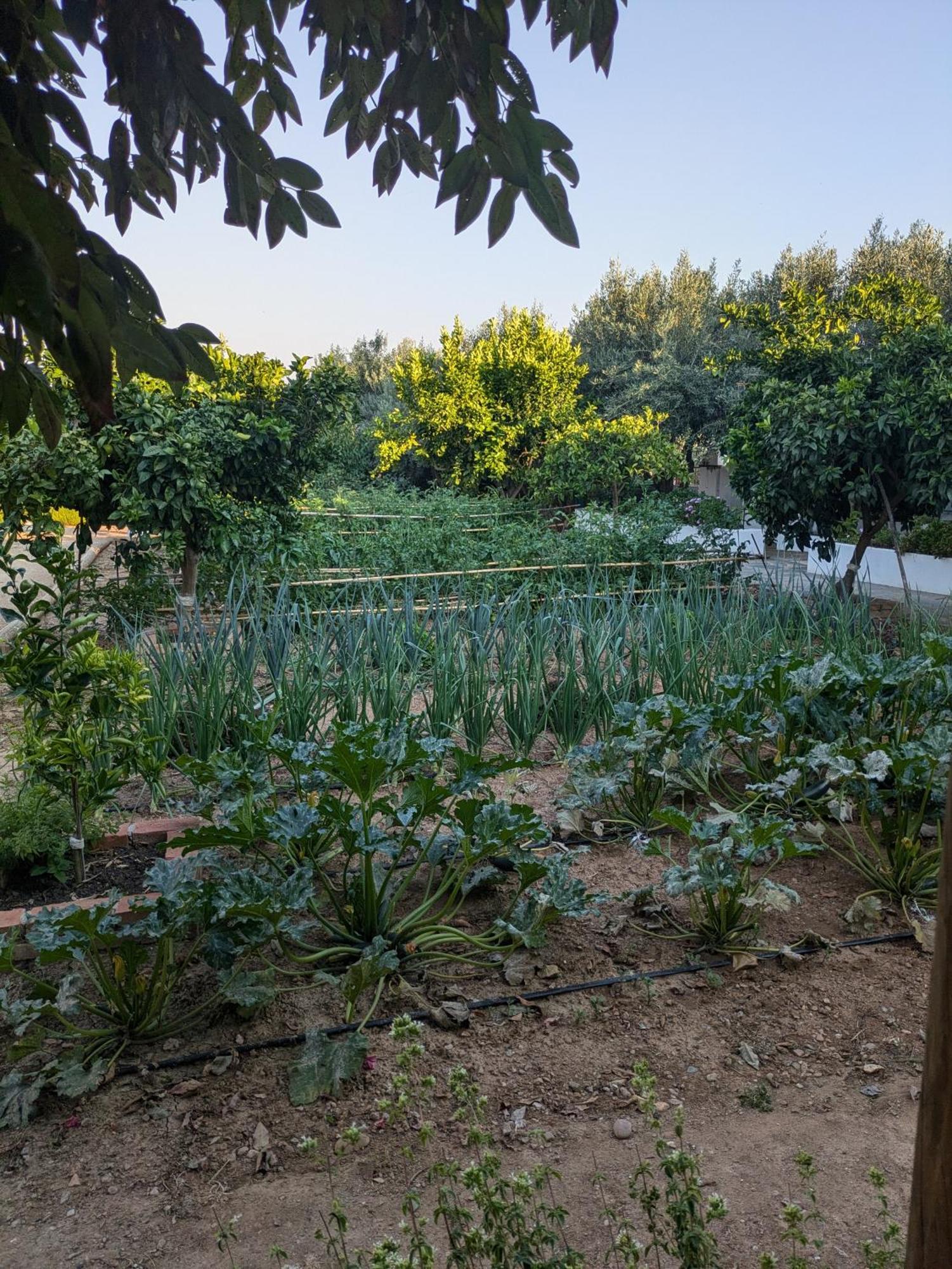 Casas De Juromenha Guest House Екстериор снимка